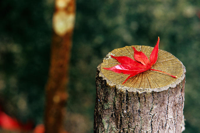 Autumn leaf on trunk in Tenju-an temple garden.jpg