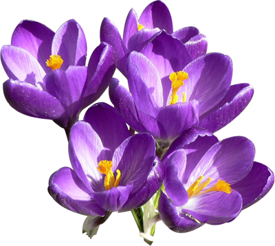 purple-flower-png-29.png