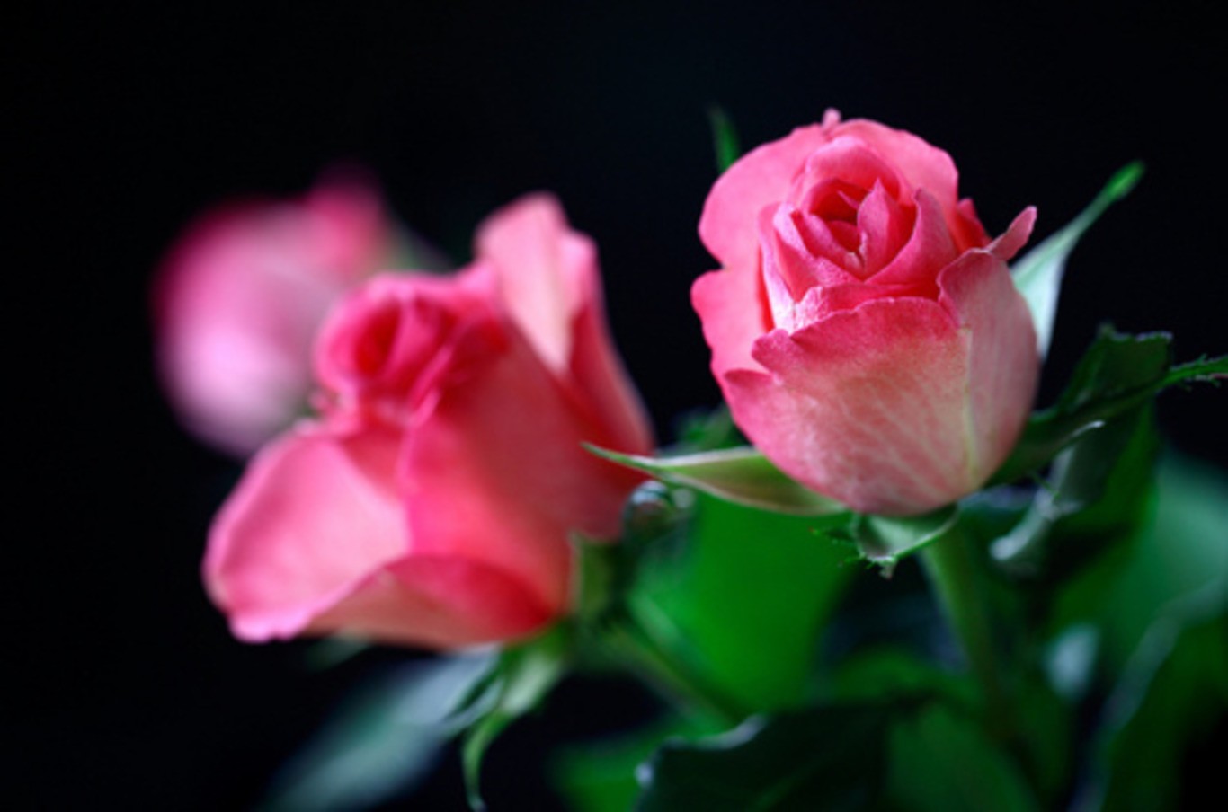flowers-tribute-pink-soft-beauty-roses-pastel-desktop-wallpaper-hd-nature-flower.jpg