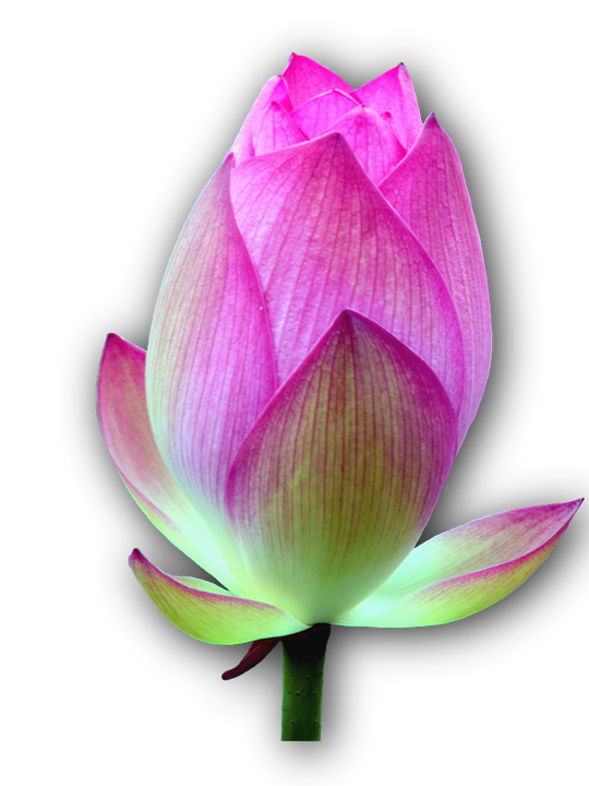 lotus-blossom-2573777_960_720.png