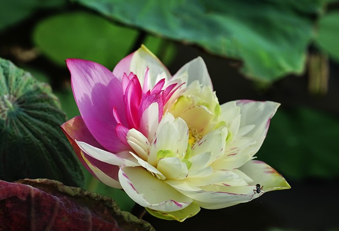 lotus 4.jpg